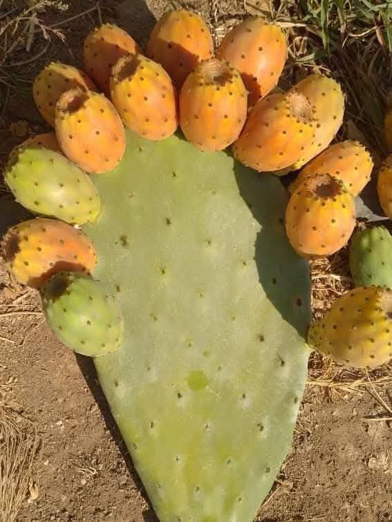 تتوفر كفوف التين الشوكي الهجين 🌿!

كل 3 كف ب 10 الف دينار 

الاحمر
الابيض
الاصفر
السكري

تتوفر خدمة توصيل جميع محافظات العراق 
5 الف جميع محافظات
للحجز واتساب او الخاص *********** عنوانه الانبار راوة
