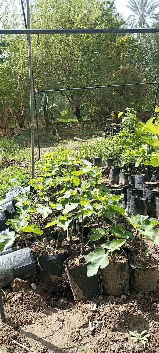 متوفر شتلات تين سعودي +اخضر بسعر ٣٠٠٠ ثلاثة الاف سعر شتلة واحدة ‭٠٧٨١ ٢٤٥ ٢٩٦٨‬
