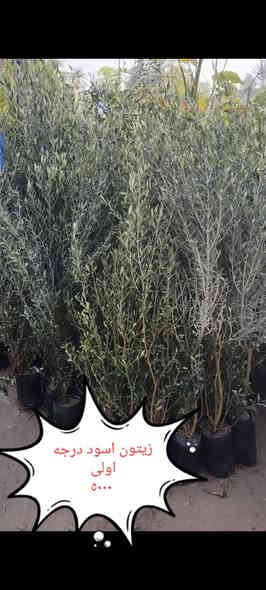 من رخصة الادمن
نباتات ضليه وخارجيه التوصيل مجاني لمناطق واحياء كربلاء الحجز واتساب 😂***********
