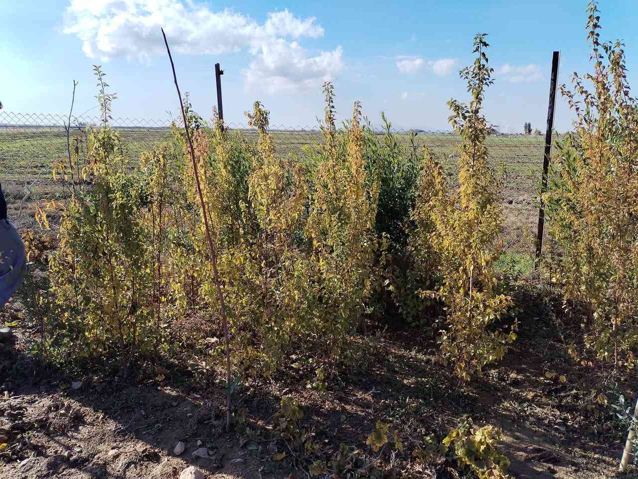 أشجار مشمش لبيع
***********  
  اتصال على هذا الرقم
