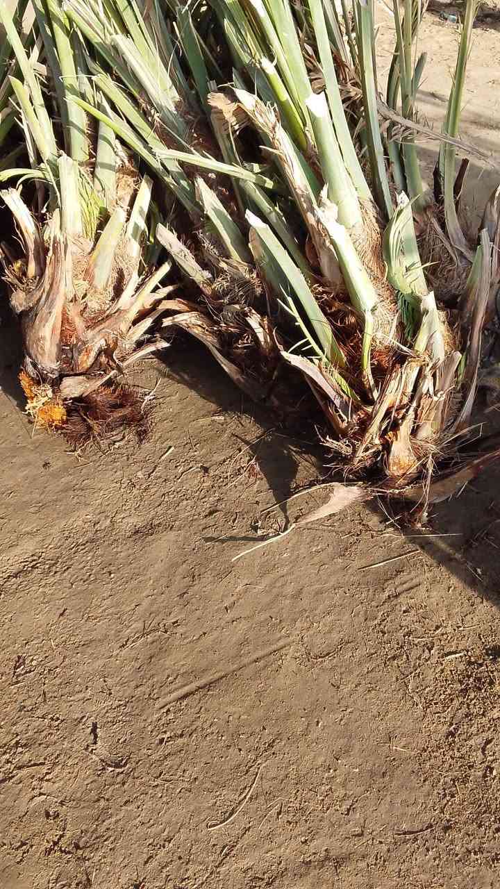 فسائل نخل لبيع
حلاوي لبيع
المكان غماس 
***********
