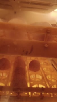 فقاسه • كربلاء طويرج • قابلة تفاوض