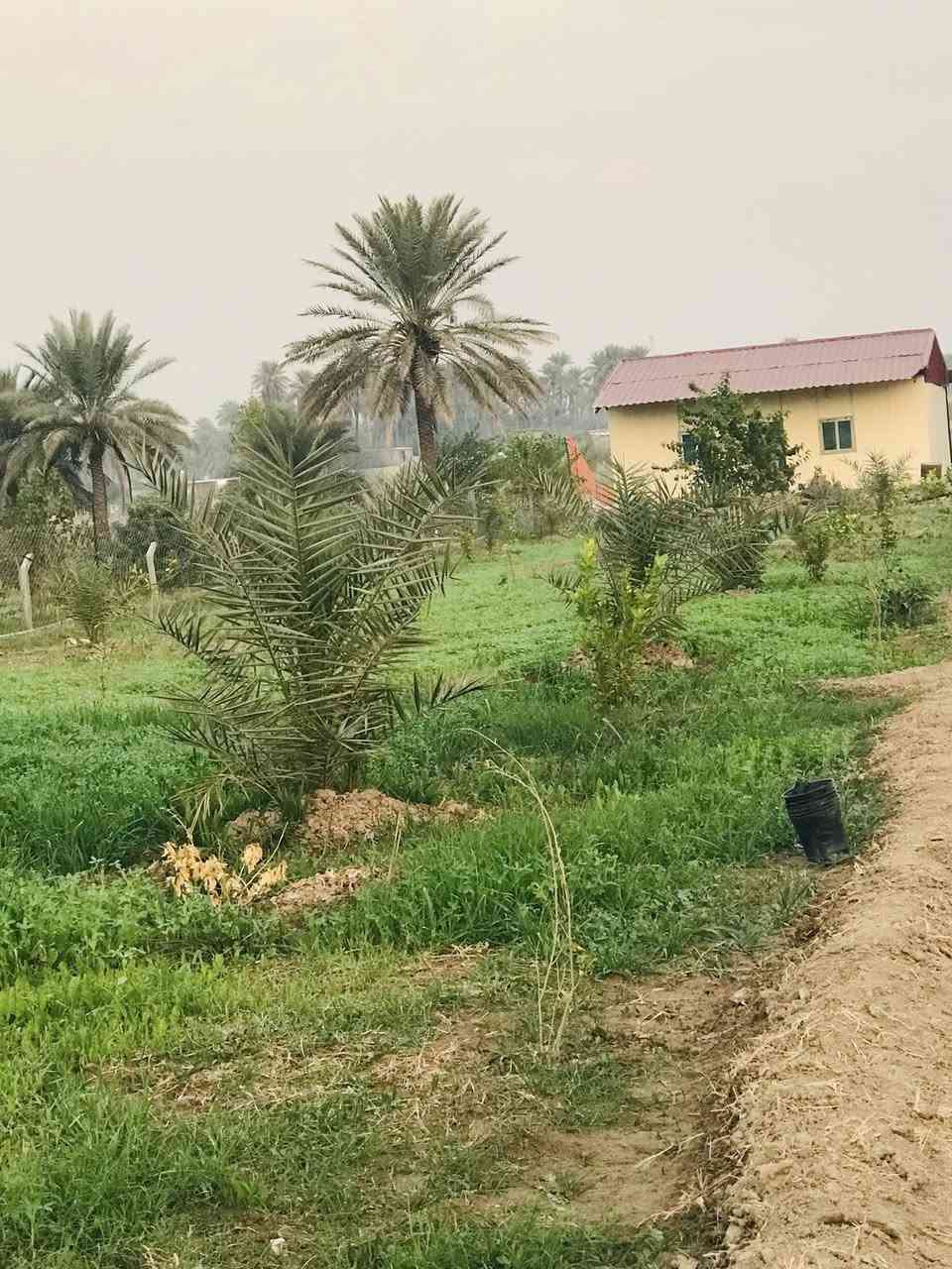 الصويره - منطقة الداور الشرقي الكفيفان 
للبيع ارض  زراعيه بستان مساحه 18 دونم طابو زراعي سند (25) 
من ضمنه 3  دونم شاطيه 
تحتوي على نخل مجهول 160 نخله 
تحتوي على نخل برحي 50 نخله 
تحتوي على انواع اخرى من النخيل 
تحتوي على انواع الحمضيات 
الارض مزوده منظومه ماء للسقي غطاس مع بواري 
تحتوي على بيوت عدد (2) 
الارض مسيجه بالكامل مع عمل حجر من جهة الشط 
تبعد عن جسر الصويره 5 دقايق 
متوفر كافة الخدمات 
سعر الدونم 55 مليون - تباع بالكامل 
@#الجميع
***********
