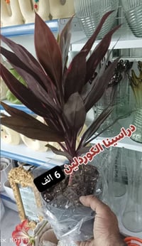 الرمادي العزيزية • عرض العيد • توصيل