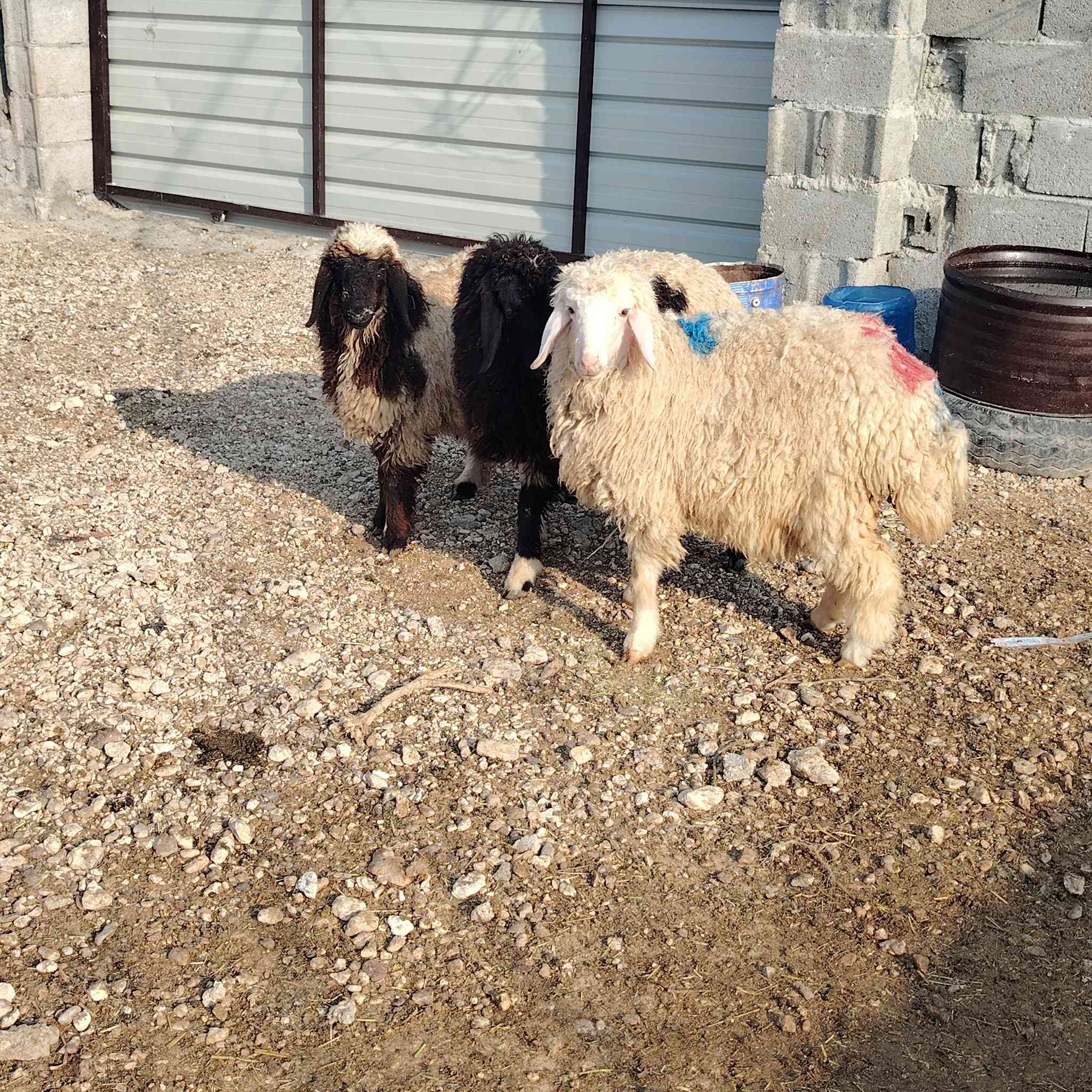 متاح فطايم عدد ٣ ترهم كلشي سعر زوج ٤٦٠ عنوانه الانبار قضاء عنه ناحية الريحانه يوجد توصيل مجاااااني حديثه والبغدادي فقط
***********
