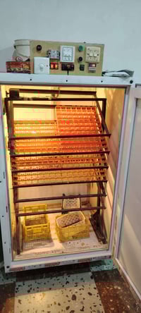 تفقيس بيض • ناحية القياره