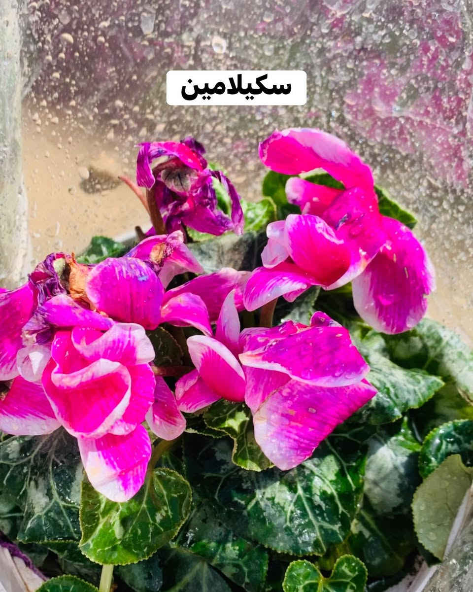 #الاسعار #داخل #صور


**إذا كنت صاحب هذا الإعلان وتريد حذفه لأي سبب، رجاءا أرسل رسالة إلى الدعم الفني**