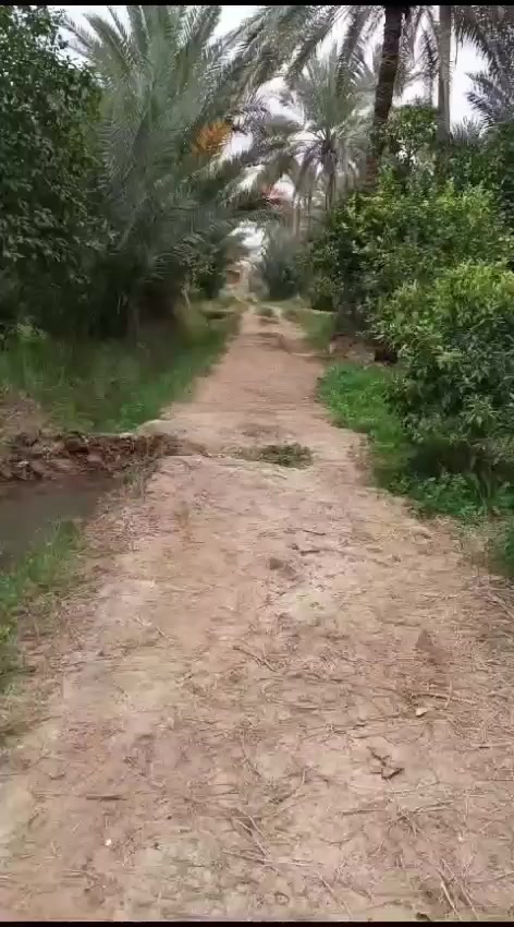 بستان ١٨ دونم طابو زراعي ٢٥ حصة مائية وكهرباء على نهر دجلة الواجهة ١٦٥متر من جهة الشارع ومن جهة الشط ١٦٥متر البستان مسيج حائط بلوك ويوجد معه شاطية غير مزروعة على عرض البستان تبلغ مساحتها ٢دونم ويوجد فيه نخيل البرحي المكتوم والخستاوي وكافة الحمضيات العنوان واسط. الصويرة للاستفسار الاتصال على الرقم *********** او على نفس الرقم واتساب
