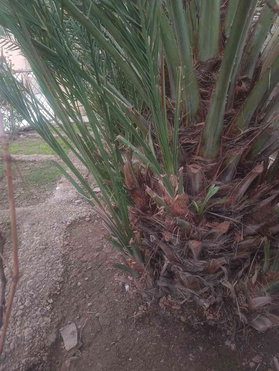 السلام عليكم
نخل شويثي للبيع تفاصيل اتصل على الرقم ***********
