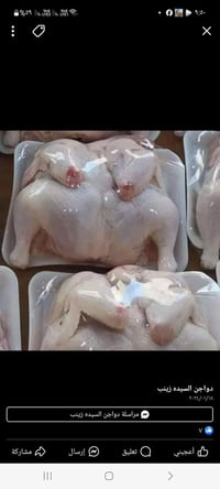 دجاج ذبح يوم بيومه   كيلو الافخاذ ب5  كيلو عصى طبل ب8  كيلو صدر بعضم ب...