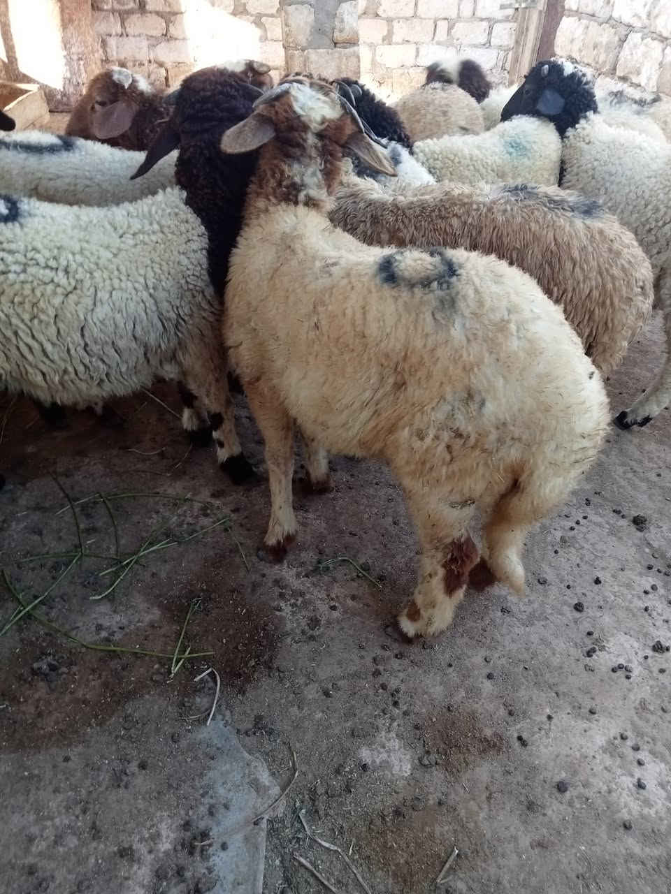 (مشاء الله تبارك الله)للبيع | 12راس غنم برقي
 خشنه جاهزه تدخل علف 
العمر: من 6 شهور  
النوع: ذكور البيع جمله وقطعي 
المكان: الاسكندريه العامريه كنج مريوط 
خلف استات برج العرب 
التواصل: 01220114610
واتس 01117468476
(مزرعه خطاب العزومي)


**إذا كنت صاحب هذا الإعلان وتريد حذفه لأي سبب، رجاءا أرسل رسالة إلى الدعم الفني**