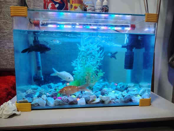 سلام عليكم
للبيع حوض كامل معه السمك
واكل وقطرات السعر ٥٠ لف
مكاني بغداد حي العامل
اتصال على هذا الرقم ***********
