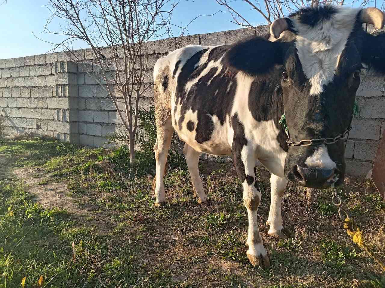 السلام عليكم يوجد هايشه للبيع للاستفسار الاتصال على الرقم ***********
