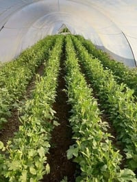 يوجد لدينا بذور بانيا فرنسيه بنت القوطيه الربعينيه نتاجيه خير لون الغن...