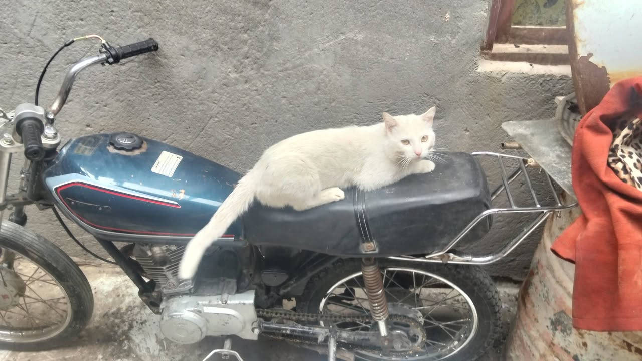 دراجه لبيع سعر 240


**إذا كنت صاحب هذا الإعلان وتريد حذفه لأي سبب، رجاءا أرسل رسالة إلى الدعم الفني**