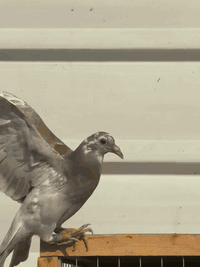 متاح زوج افراخ  ب25  ملقحات ومحلقات  مكان بغداد الشعب  توصيل ماعندي  0...