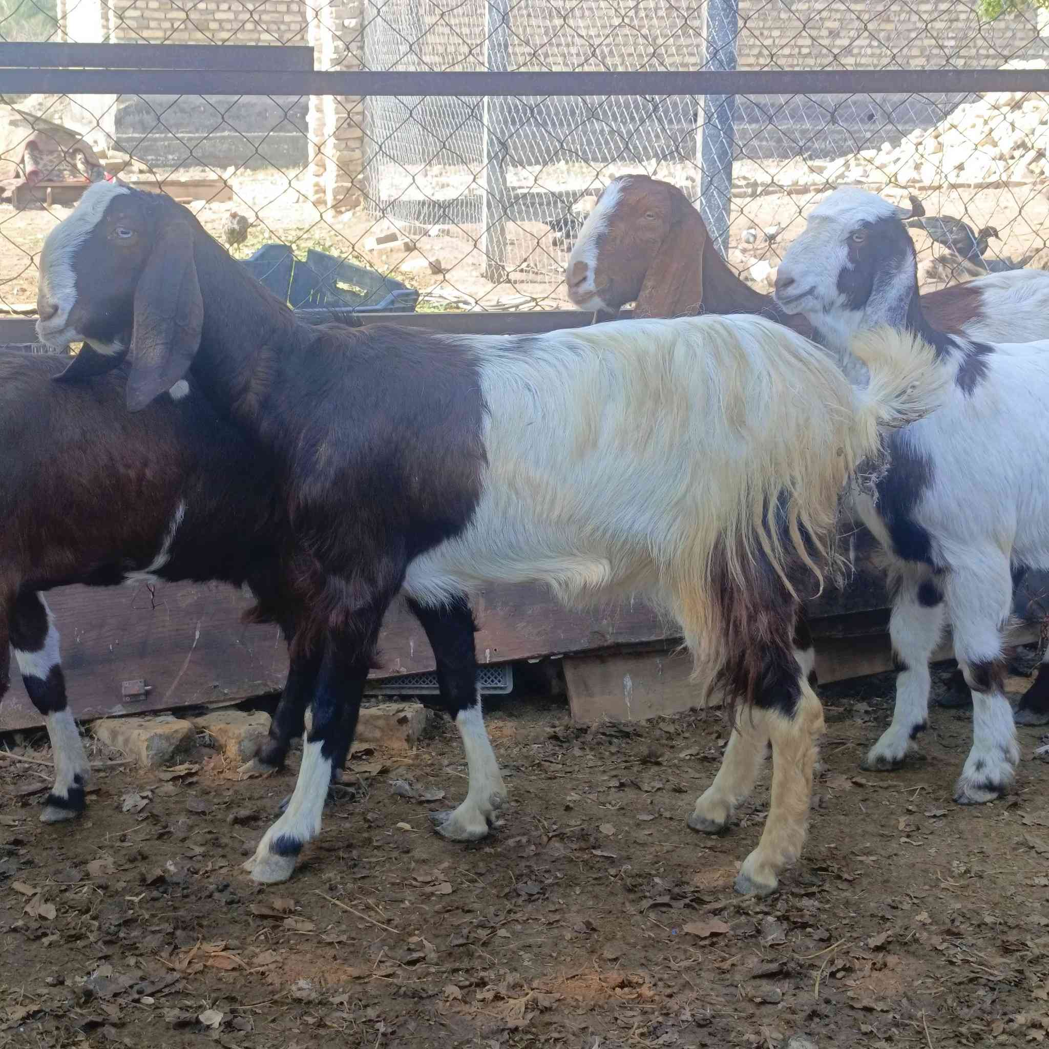 6 صخول شاميات وحده مطفل والباقيات مكفزات ينباعن شلع سعر الكوم 1860 مكاني  بغداد التاجي  ماعندي توصيل رقم
***********
***********واتساب 
***********
