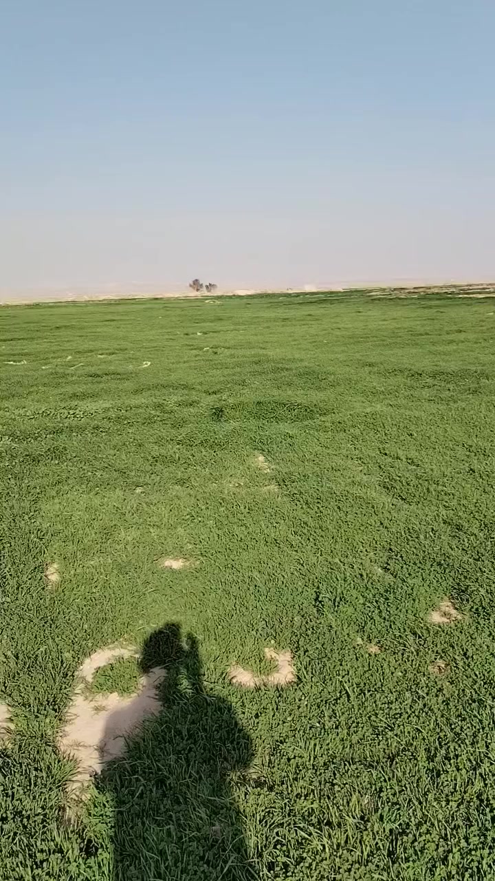 السلام عليكم شعير ودغل
٧٠ دونم للبيع قرة تبة  ، ***********
