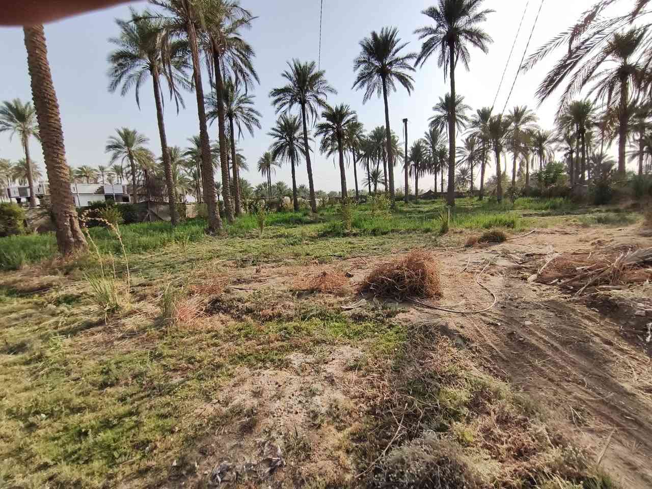 🌿 #عرض_راقي_للبيع في كربلاء 🌿
فرصة مميزة لعشّاق الهدوء والطبيعة 🍃
طابو زراعي سند 25 باسم شخص📍الموقع: كربلاء – منطقة الجذار                         
        (قريب منطقة شط الله)
🏡 المساحة: دونمين إلّا 400 متر
🚪 الواجهة: 15 متر بالبداية
     وانوب تعرض لحد ٤٥ متر تقريباً
🌴 المواصفات:
تحتوي الأرض على أشجار مثمرة (نخيل – برتقال – رمان – وسدر)
أكثر من 50 نخلة حمال
منطقة سكنية وهادئة جداً
جميع الخدمات متوفّرة: 
💧 ماء أساله – 💡 كهرباء 
💦 ماء سقي
✨ تصلح للسكن أو الاستثمار أو مكان استراحة خاص
📞 للاستفسار:
***********☎
***********☎
موقع الأرض
