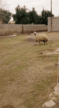 ثنيه خشنه وسمينه وحالها فول وحانيه 
مكاني شرقاط قريه شكراً 
***********
