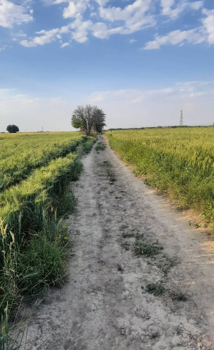 ٢٥ دونم زراعي للبيع الدونم ٢٥ مليون سند ٢٥ ارض زراعيه سند ٢٥شاطيه مزروعه خصبه جدا
واجهية ١٥٠.  نزال ٥٠٠.  المكان مشروع سيد عزال مسافة كيلو ونص وبعدها السدة كيلو ونص 
تفاصيل اكثر التواصل واتساب 
***********
