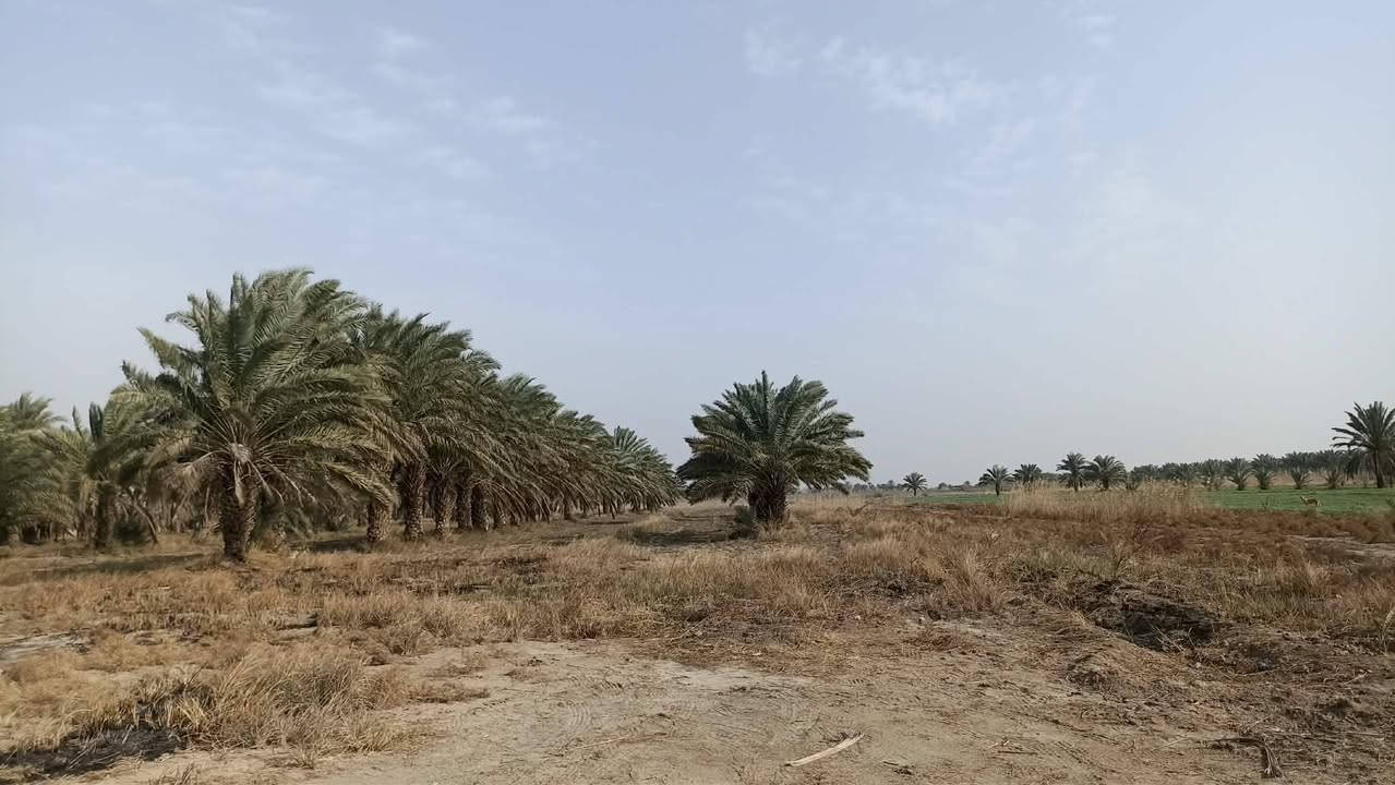 🌟 أرض زراعية للبيع – موقع استثماري مميز 🌟

📍 الموقع: طريق الديوانية – الدغارة، بداية الحولي (الهلالات) من جهة البو حنين، وعلى الحولي مباشرة.

📐 المساحة: 15 دونم
📏 الواجهة: 55 متر
📄 الطابو: سند 25
🏡 خارج حدود البلدية

✅ متوفر كافة الخدمات.
✅ تصلح للسكن والزراعة والاستثمار.
✅ موقع استراتيجي على الحولي مباشرة.
✅ مستقبل تجاري واعد، حيث من المتوقع أن يصبح الموقع على مسار رئيسي لسيارات الحمل والنقل الخارجي بين بغداد والكوت والنجف والمحافظات الأخرى بعد اكتمال الحولي.

💰 السعر: 48 مليون للدونم الواحد.

📞 للاستفسار مراجعة مكتب علاء الخالدي للعقار أو الاتصال بالرقم ***********
