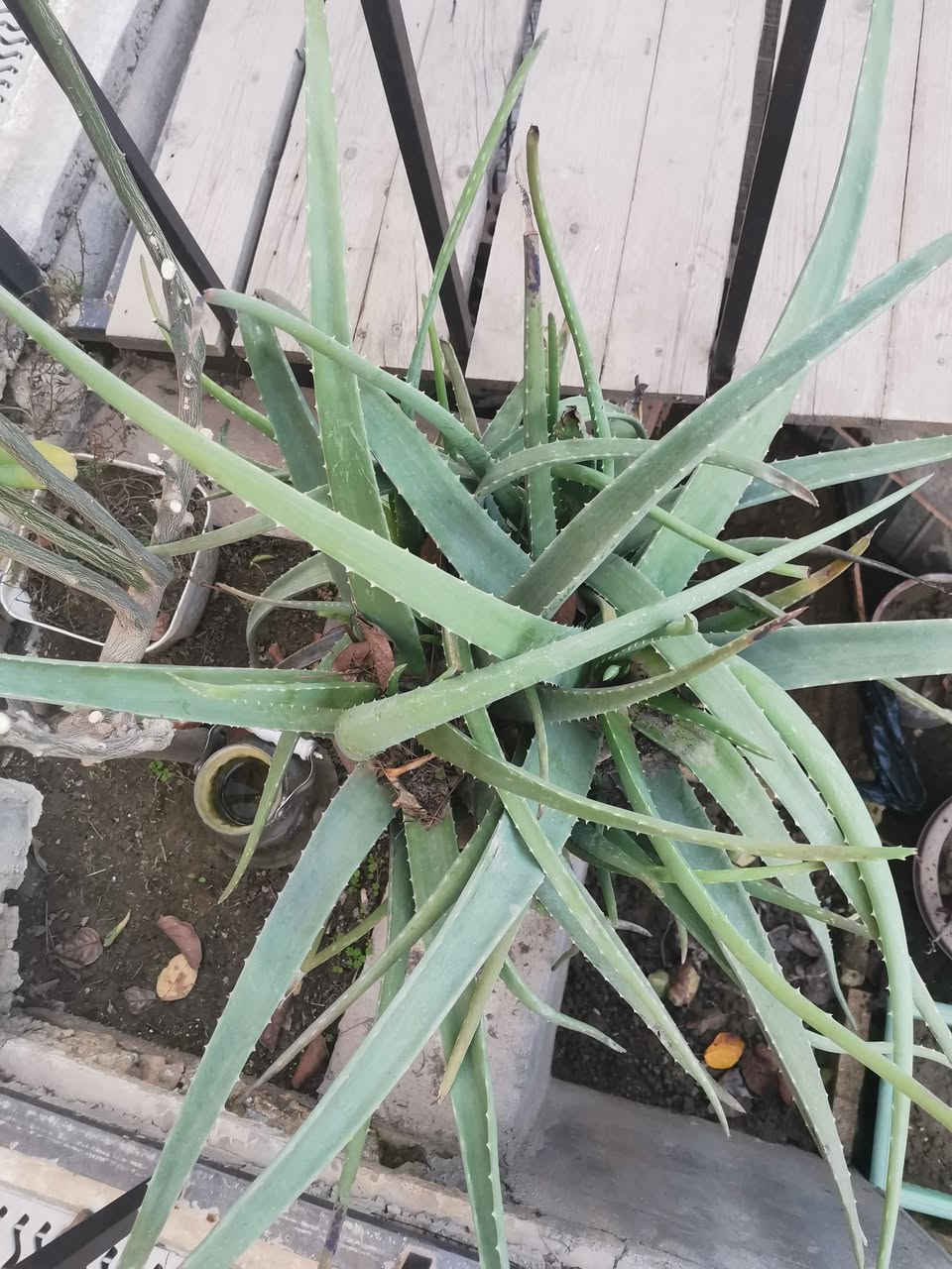 من رخصتكم شباب عندي هاي الاوليفيرا اريد ابدلها بورد جوري


**إذا كنت صاحب هذا الإعلان وتريد حذفه لأي سبب، رجاءا أرسل رسالة إلى الدعم الفني**