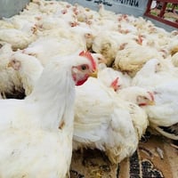 دجاج حي • دجاج للبيع • توصيل دجاج • دجاج كبار • علوة دجاج • بيع دجاج