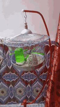 متاح للبيع هنه وتعلاكه فناجس باكستاني مكاني بغداد المعامل العماري رقم ...