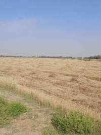 الحلة بابل • ١٠ دونم • طابو زراعي