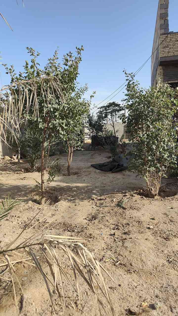 السلام عليكم بيت البيع في البصرة الجزيرة قرب زيوت الياسري سيد طاهر 
مساحة البيت الكلية 750متر ومساحة البناء 200متر بي بيت حيوانات 9متر طوله وعرضه 3ونص الاستفسار على رقم  ***********
