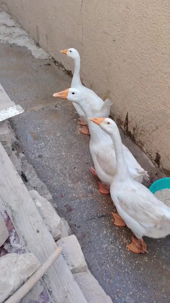 بطوط 3سعرهن 50


**إذا كنت صاحب هذا الإعلان وتريد حذفه لأي سبب، رجاءا أرسل رسالة إلى الدعم الفني**