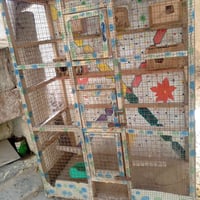 قفص طيور • بابين • كناري