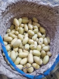 خلال حلاوي • تمر حلاوي • خلال • تمر • رطب • ابي الخصيب • جيكور