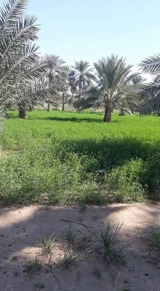 للبيع ارض طابو صنف بستان سند25 مساحتها 2000 متر موقع مميز جدا
موقعها المحاويل قرب بيت أبو الطياره تبعد عن الشارع العام مايقارب 200 متر وعن طريق مطار كربلاء المقدسة الجديد مايقارب 800 متر وعن سنتر قضاء المحاويل 1000 متر 

مواصفات الأرض واجهة 25 متر نزال 80 ركن على ثلاث شوارع الأمامي 10 متر والجانبي 5 متر والي بالخلف 8 متر  متوفر فيها كل الخدمات تبليط كهرباء وماءً اساله وقريبه من المدارس والأسواق علماً ان الأرض مزروعة نخيل وهذه صور تابعة للأرض 

تحويل الأرض مباشر وفي دائرة طابو المحاويل 

الاستفسار والمعاينة والسعر يمكنكم التواصل عبر الرابط الخاص او الرقم المذكور أو الماسنجر@@

***********

https://api.whatsapp.com/send/?phone=201040175849&te&type=phone_number&app_absent=0&wame_ctl=1@
