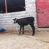 حولية • بقرة • عجل • مواشي • حيوانات • حولية للبيع • بقر نظيف • حيوانا...