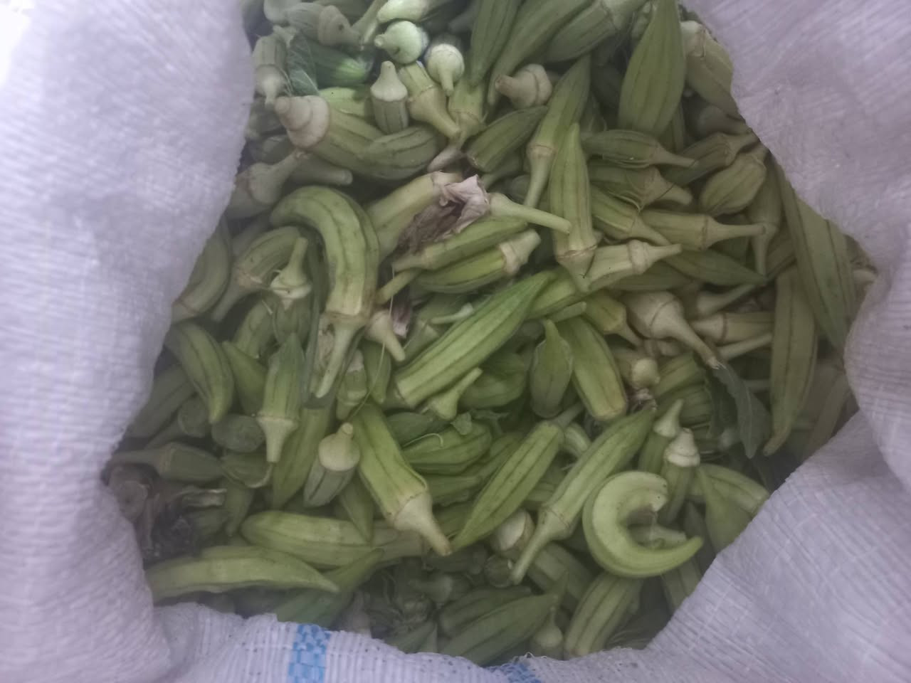 يوجد باميه الديرة الوزن 9 كيلوات ونص 
ابيعهن شلعه وحدة كلهن 
حوي المغرب 
الكيلو بالفين قفل 
اوصلهن لباب بيتك توصيل مجاني داخل الشطره 
***********

