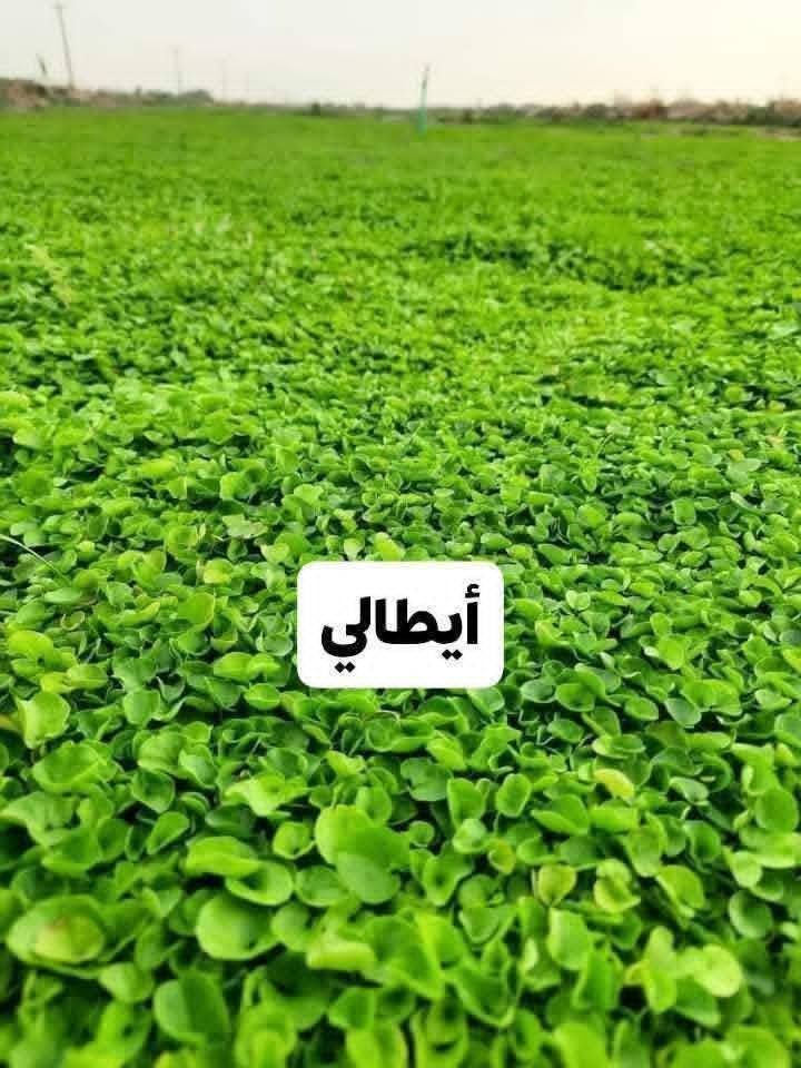 باسعار ثيل ديالى الطبيعي 🏡
أهلاً بكم في مجموعه مزارع ابو عباس الثيل  الهندي الطبيعي مزارع ديالئ 🌿🌱
 نقدم لكم افضل انوع الثيل الطبيعي عالي الجوده يتحمل كافه الضروف البيئية.🌦️🌞
دائم الخضرة🌿🌳 وباسعار تنافسيه ☘️❤️
#مستعدون لتجهيز وفرش الحدائق🏡 ودوائر الدولة🏡والمنازل🏡🏡
و تجهيز الملاعب🏟️ والمنتزهات الجودة العالية في العمل👷👷

مع خدمة التوصيل خلال24ساعه🚛🚛
الاسعار 💵💸 تختلف حسب الكمية 
للاستفسار الاتصال على : الرقم 
او التواصل مع الصفحه  او ارسال رسالة على الوتساب ‏‪***********
