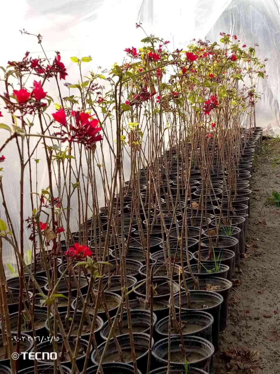 السلام عليكم 
قلم صوز سندان 
زيتون كيس 
بخور سندان
البيزيا سندان 
ددونيه سندان وكيس 
جاتروفا سندان 
الموقع الجزيره السياحيه 
للتواصل متوفر واتساب 
‏‪***********‬‏
