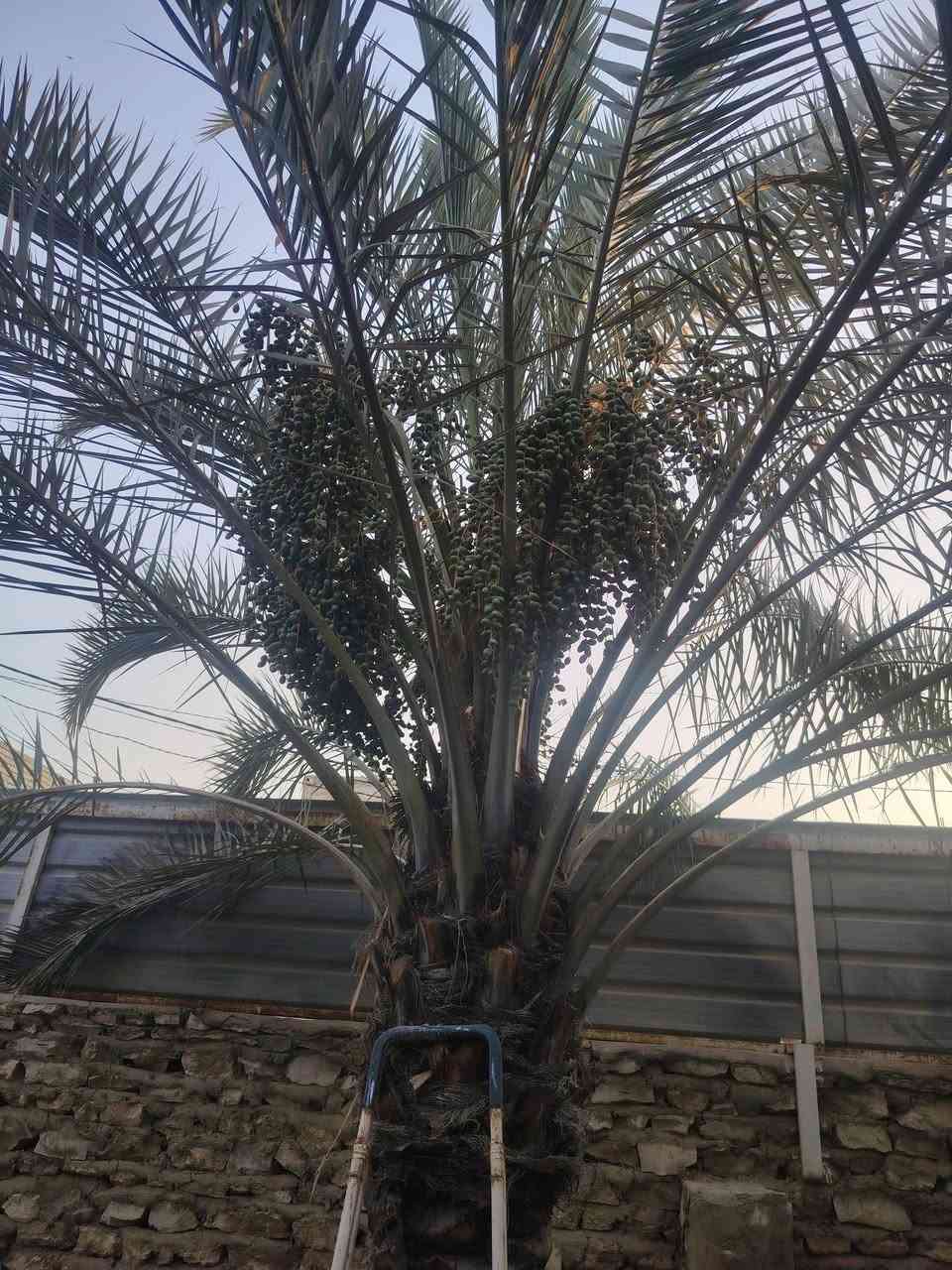 اكرر النشر بسبب الوعود الكاذبه مزرعه للبيع مسيجه حجر ومرتبه ومكان راقي كلش مساحته ١٣٣٥ متر منطقه هدوء وكافة الخدمات قريبه تبعد عن الشارع ٥٠ متر طابو ٢٥ مدوار بسمك بيه بيت صغير مرتب وبيه اشجار . العنوان الكوفه البراكيه شارع المطار القديم الاستفسار اكثر اتصل وتدلال  *********** @ ***********
