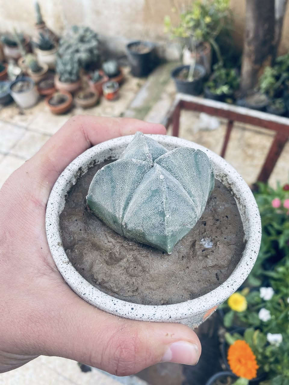 نبتات صباريات من نوع عصاري سعر 5000 عمر شتله فوق 8سنوات من نوادر


**إذا كنت صاحب هذا الإعلان وتريد حذفه لأي سبب، رجاءا أرسل رسالة إلى الدعم الفني**