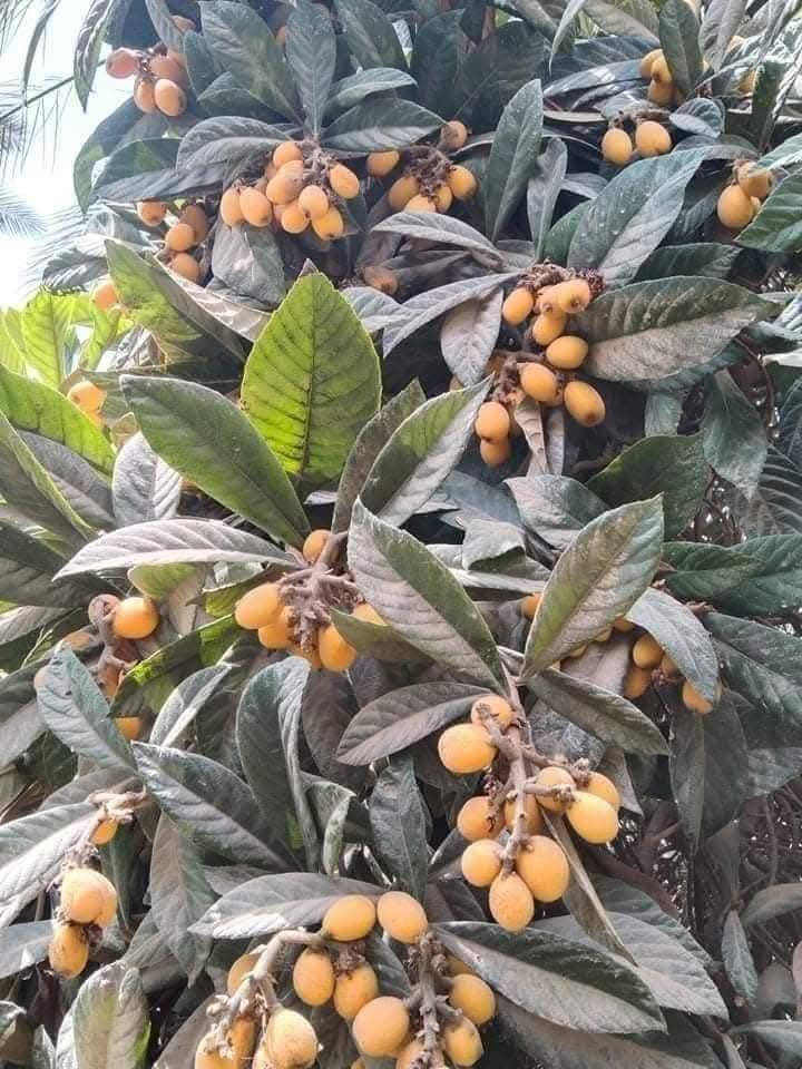 السلام عليكم متابعينا 🤍.
توفرت وجبة جديدة من شتلات شجرة لنك الدنيا 

🌱لنك الدنيا مطعم سعر ٢٣  الف ارتفاع اقل المترين 🍊
🌱لنك الدنيا غير مطعم السعر  ١٠ الف متر  🍊

للعلم ننوه للأخوة الكرام بأن الاشجار تطعيم وتربية محلي وليس استيراد سوري 

🍁الوصف النباتي بالاسفل 🍁 

‏‎لنك‎ الدنيا الجديدة 
‏loquat
‏Eriobotrya japonica
شجرة معروفة منذ القدم في بلاد الشام وشمال العراق
بدأت بالانتشار في كل المحافظات وباتت تزرع حتى في البصرة
وهي متوفرة في مشاتلها
الاكدنيا 
او الاسكدنيا
شجرة جميلة قصيرة تزرع لثمارها الحلوة الطعم والمفيدة جدا للصحة
وكذلك لجمال اوراقها وتفرعاتها كشجرة زينة دائمة الخضرة في المنازل والحدائق. 
الإكي دنيا من النباتات القليلة الصوديوم والكولسترول والدهون المشبعة وغني بفيتامين «أ» وفيتامين «بي 6» والألياف والبوتاسيوم والمنغنيزيوم
تدخل اوراقها والثمر في علاج العديد من الامراض. 
يصل طولها الأقصى ٨ امتار. 
تبدأ التزهير في تشرين الثاني حتى بداية كانون الأول ، الأزهار لها رائحة عطرية خفيفة يقبل على زهورها النحل. 
تزرع من البذور 
حيوية البذور قليلة فيفضل زراعتها مباشرة 
وممكن حفظها لفترة بسيطة 
كل ثمرة تحتوي من ٢ الى خمسة بذور
يفضّل ان نختار للزراعة الثمرة التي تحتوي على البذور الاقل لنزرعها
لان حجم البذور يكون عادة اكبر من الثمر. 
بعد اربع سنوات من زراعة البذرة في الارض تثمر وكلما تتقدم بالعمر تثمر اكثر. 
يفضّل زراعتها في البصرة بين النخيل رغم انها محبة للشمس مع الظل الجزئي
او نوفر لها الحماية من شمس الصيف. 
تطعم الاكي دينيا على الاشجار من العائلة الوردية مثل التفاح والسفرجل لتحسين ثمرتها وحمايتها من الامراض. 
يفضل تسميدها بالأسمدة العضوية  وكذلك بالأسمدة العالية بالنتروجين وكذلك الهيومك اسد باقي اشهر السنة.

يتوفر لدينا خدمه توصيل لجميع محافظات العراق 🛻 🛻 
للحجز والاستفسار يرجى مراسله الصفحه او مراسله واتساب على الرقم ‏‪0787 413 2546‬‏🌺🌺🌺
