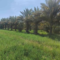 آخر 4 دوانم بلأرض وسعرهن كلهن ب 32 يعني ال 4 دوانم كلهن ب 32 مليون فرص...