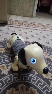 باله كندي • حساسات • كلش حلوة