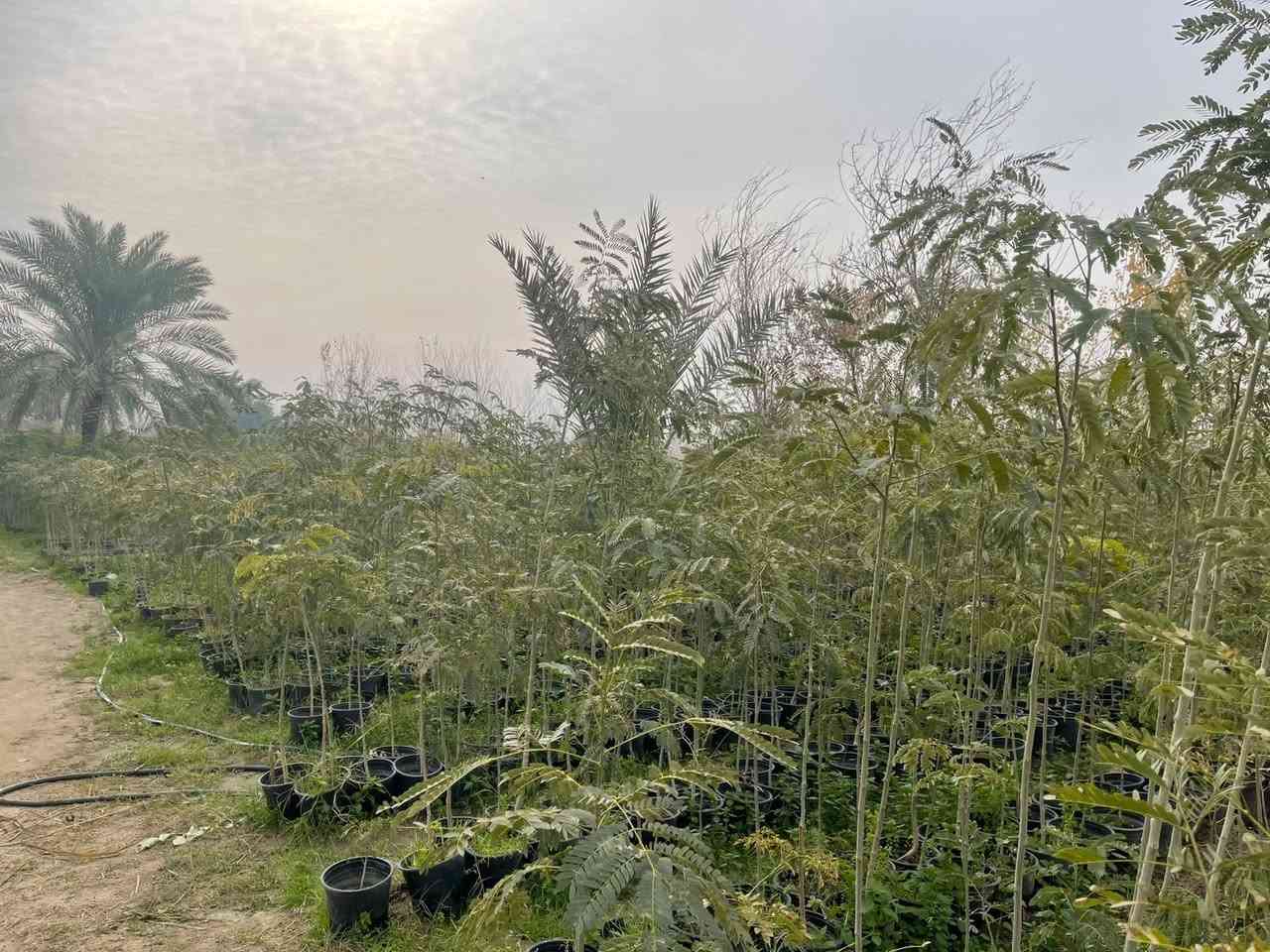 السلام عليكم يتوفر 
البيزيا خشنه سندانه 24 يوجد جمله ومفرد يوجد توصيل داخل بغداد لطلب والاستفسار


**إذا كنت صاحب هذا الإعلان وتريد حذفه لأي سبب، رجاءا أرسل رسالة إلى الدعم الفني**