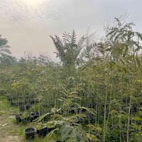 البيزيا • سندانة 24 • توصيل بغداد