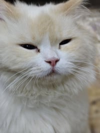قطه للتبني  اليريدهة يتواصل وياي 07771610010