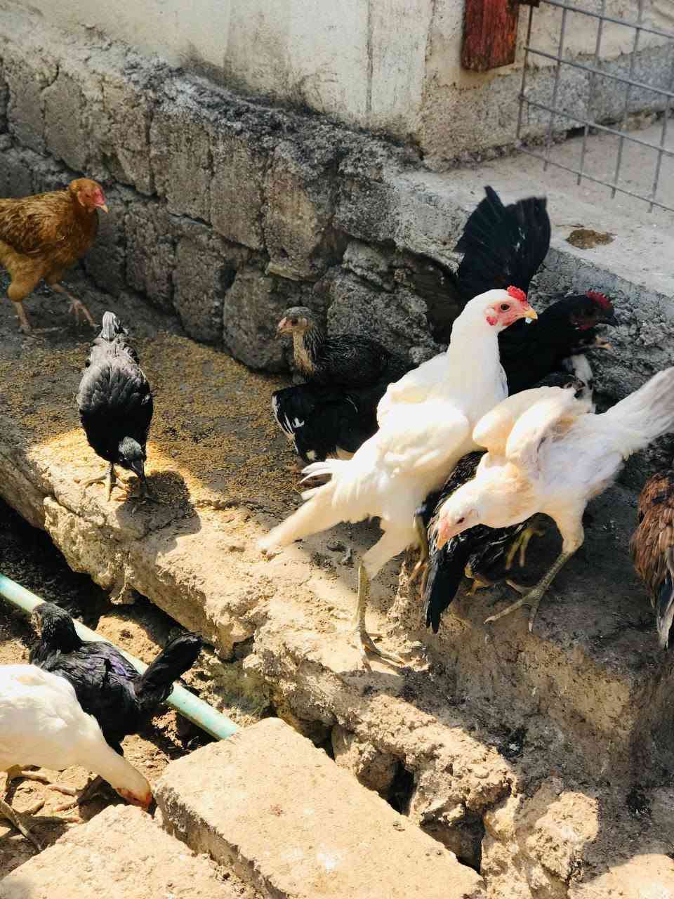 للبيع الواحد ب 10  عدد 16


**إذا كنت صاحب هذا الإعلان وتريد حذفه لأي سبب، رجاءا أرسل رسالة إلى الدعم الفني**