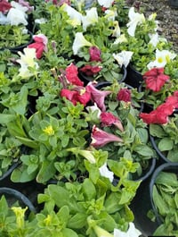 نباتات • دفعة جديدة • توصيل