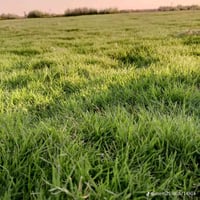 ثيل ديالى الطبيعي وخضار ولا اروع 💚 نتوفر كافة انواع الثيل الطبيعي  مست...